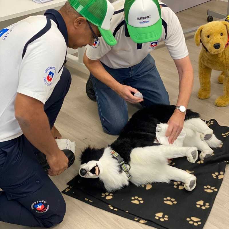 formation chien chat premiers secours